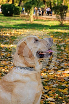 Golden Labrador in autumn scene into the park