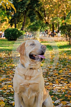 Golden Labrador in autumn scene into the park