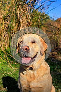 Golden Labrador in autumn scene into the park