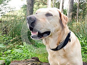 Golden labrador - Dog portrait