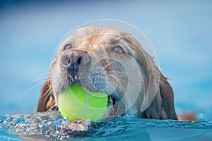 Golden Labrador dog swimming through clear blue water with a yellow ball in their mouth