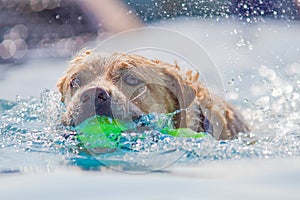 Golden Labrador Dog swims through clear water with a ball in its mouth.