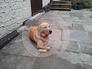 Golden Labrador With Folded Paws