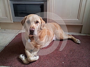 Golden Labrador With Folded Paws