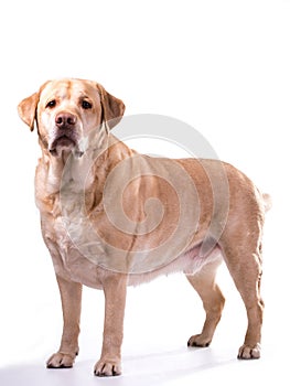 Golden labrador overweight