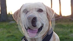 Golden labrador portrait