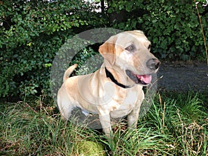 Golden labrador portrait