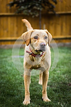 Golden Labrador puppy