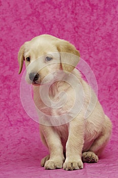 Golden Labrador Puppy