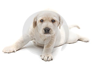 Golden Labrador puppy