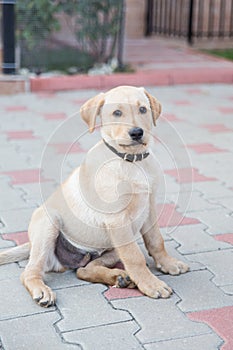 Golden Labrador Puppy