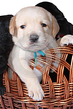 Golden labrador puppy