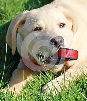 Golden Labrador puppy