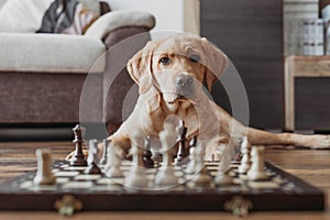 A golden labrador puppy lies in front of a chess board. Smart, trainable animals. Intellectual games. Workout. Animals are like