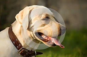 Golden Labrador Retriever