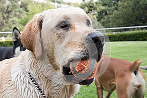 Golden labrador retriever with a ball in its mouth