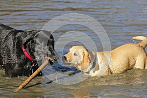 Golden Labrador Retriever, Black Labrador Retriever