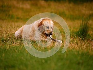 Golden Labrador Retriever dog playing with a stick