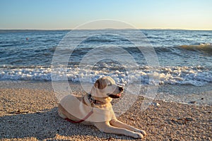Golden Labrador retriever dog sunbathing at the beach