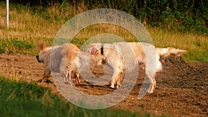 Golden Labrador Retriever dogs playing with a stick