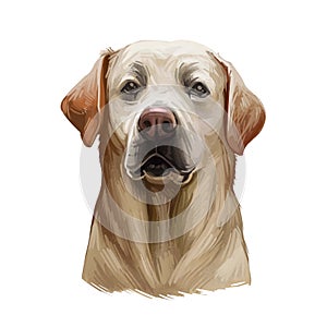 Golden labrador retriever portrait of purebred digital art illustration. Canadian mammal gundog, hunting breed. Doggy