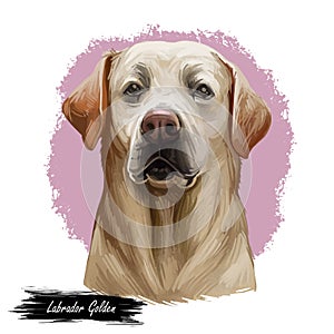 Golden labrador retriever portrait of purebred digital art illustration. Canadian mammal gundog, hunting breed. Doggy closeup