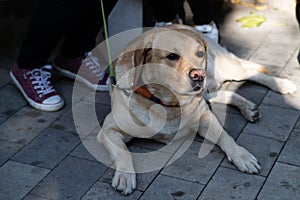 Golden Labrador Retriever portrait on the street on an autumn day