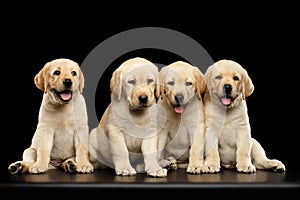 Golden Labrador Retriever puppies isolated on black background