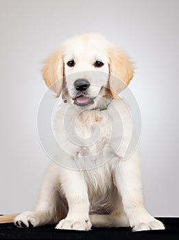 Golden labrador retriever puppy