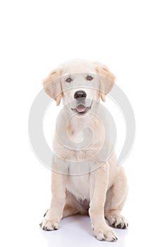 Golden labrador retriever puppy