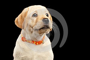 Golden Labrador Retriever puppy isolated on black background