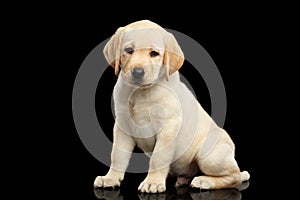 Golden Labrador Retriever puppy isolated on black background