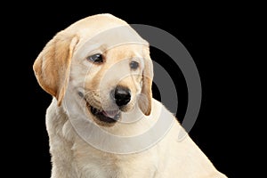 Golden Labrador Retriever puppy isolated on black background