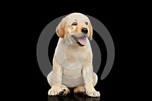 Golden Labrador Retriever puppy isolated on black background