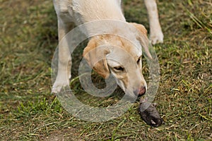 Golden Labrador Retriever Puppy Sniffing Dead Mole