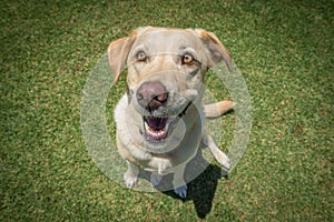 Golden Labrador Sitting in the Park