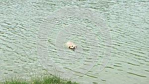 Golden labrador swimming in the lake