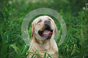 Golden Labrador walking in the spring park, natural light