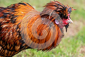 Golden laced polish rooster cockerel