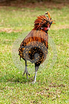 Golden laced polish rooster cockerel