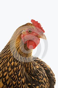 Golden Laced Wyandotte chicken