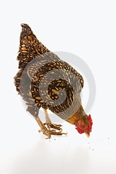 Golden Laced Wyandotte chicken