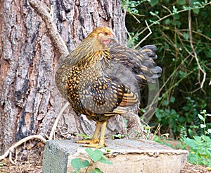 Golden Laced Wyandotte Chicken