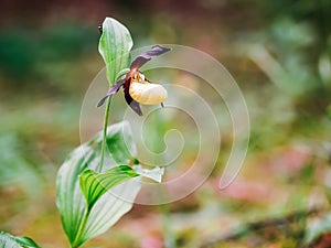 Golden Lady Slipper Orchid