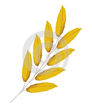 golden lanceolate leaves