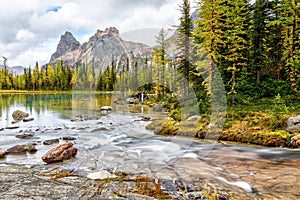 Golden Larch Trees on Moor Lakes at Lake O`Hara in Canadian Rockies