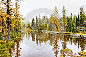 Golden larch trees reflect on a small pond at Lake O`Hara in the Canadian Rockies