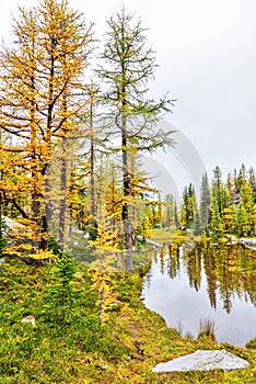 Golden larch trees reflect on a small pond at Lake O`Hara in the Canadian Rockies photo