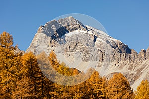 Golden Larches in the alps of canton grisons, Switzerland