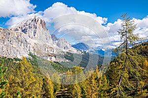 Golden larches in the Dolomites